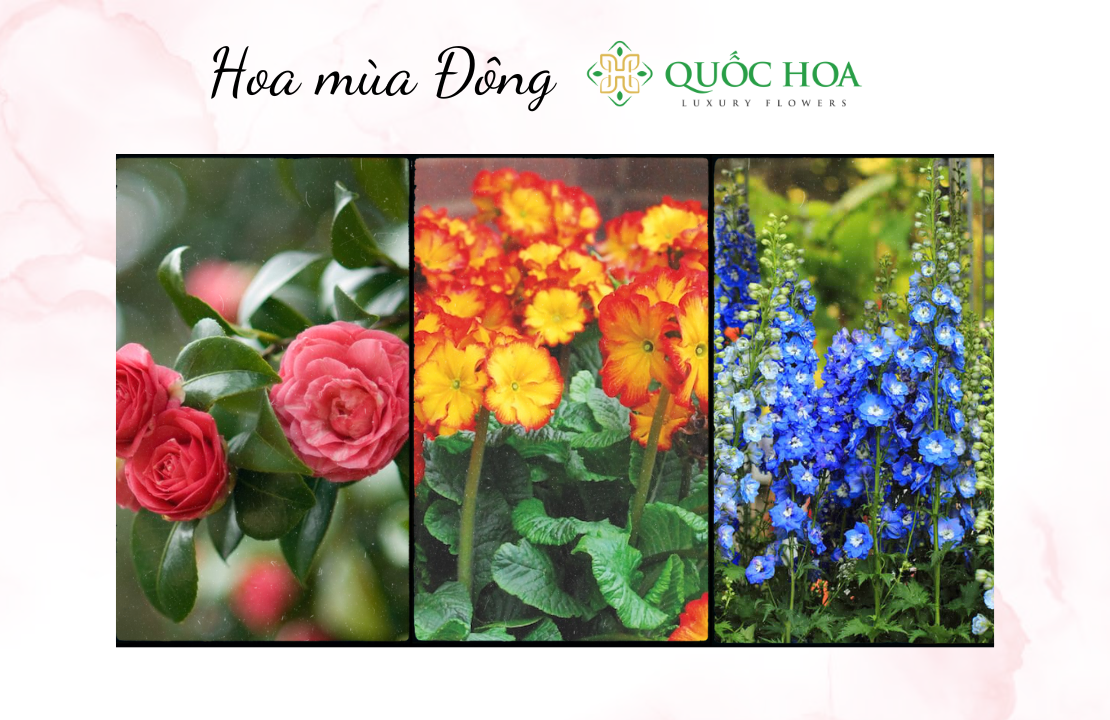 hoa mùa Đông 