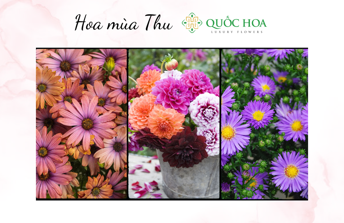 hoa mùa thu theo mùa xinh đẹp