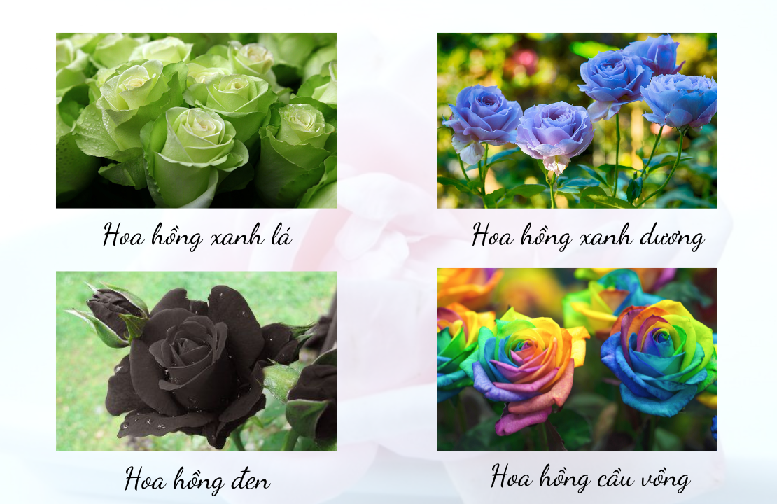 hoa hồng xanh, đen, cầu vồng